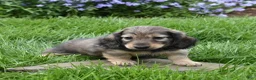 Miniature Dachshund dogs for sale: Miniature Dachshund Puppy 1 - Ad 4