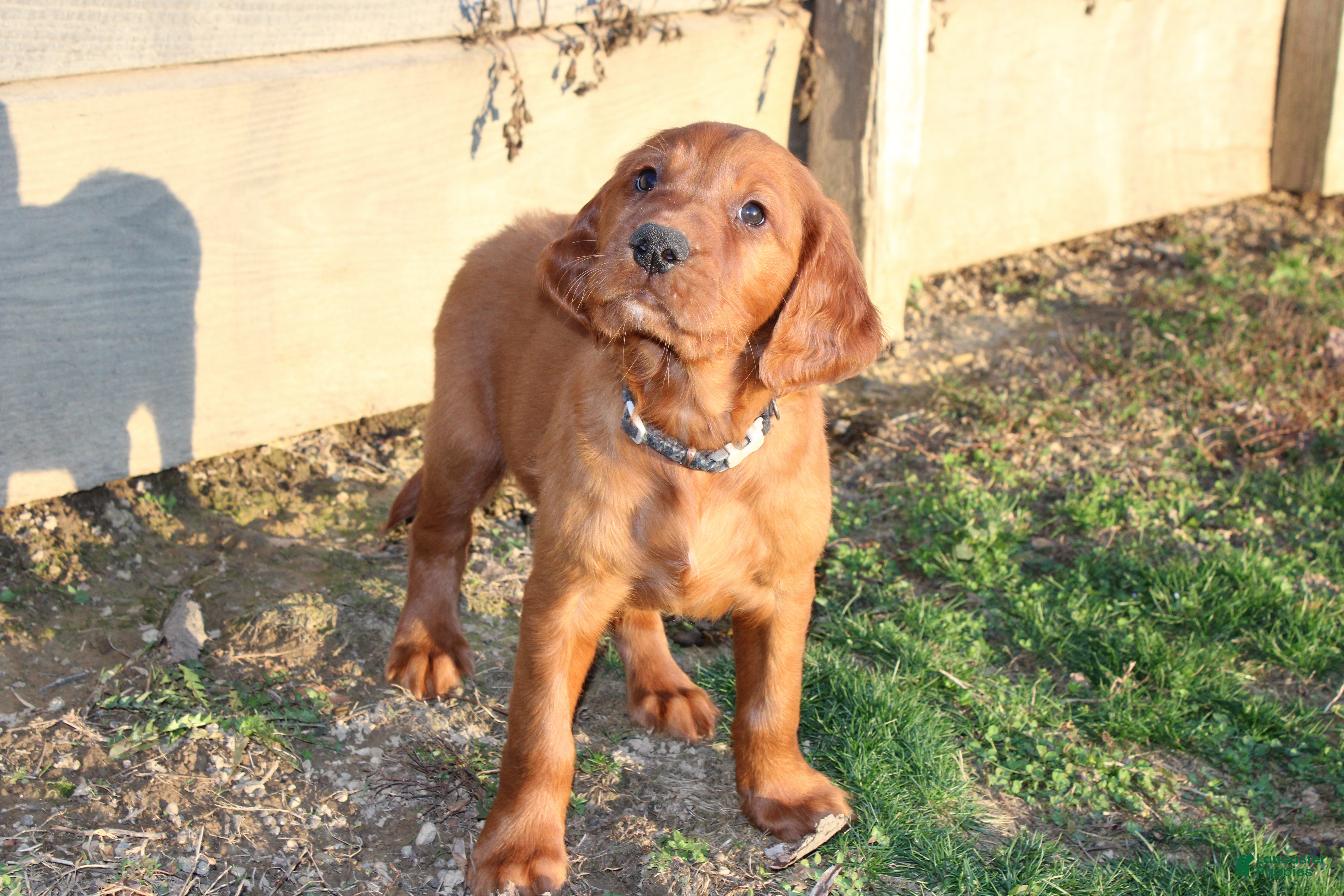 Mixed Breed dogs Mixed Breed Puppy 1 - Ad 2