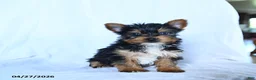 Yorkshire Terrier dogs for sale: Blake - Ad 2