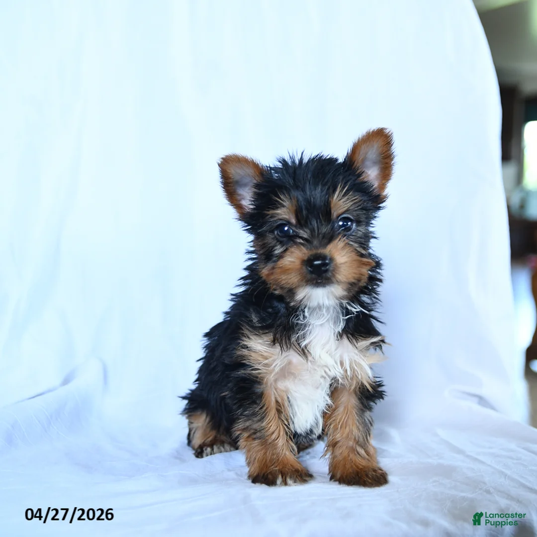 Yorkshire Terrier dogs for sale: Blake - Ad 2