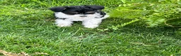 Miniature Schnauzer dogs for sale: Lexi - Ad 9