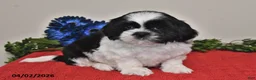 Shih Tzu dogs for sale: Noah - Ad 3
