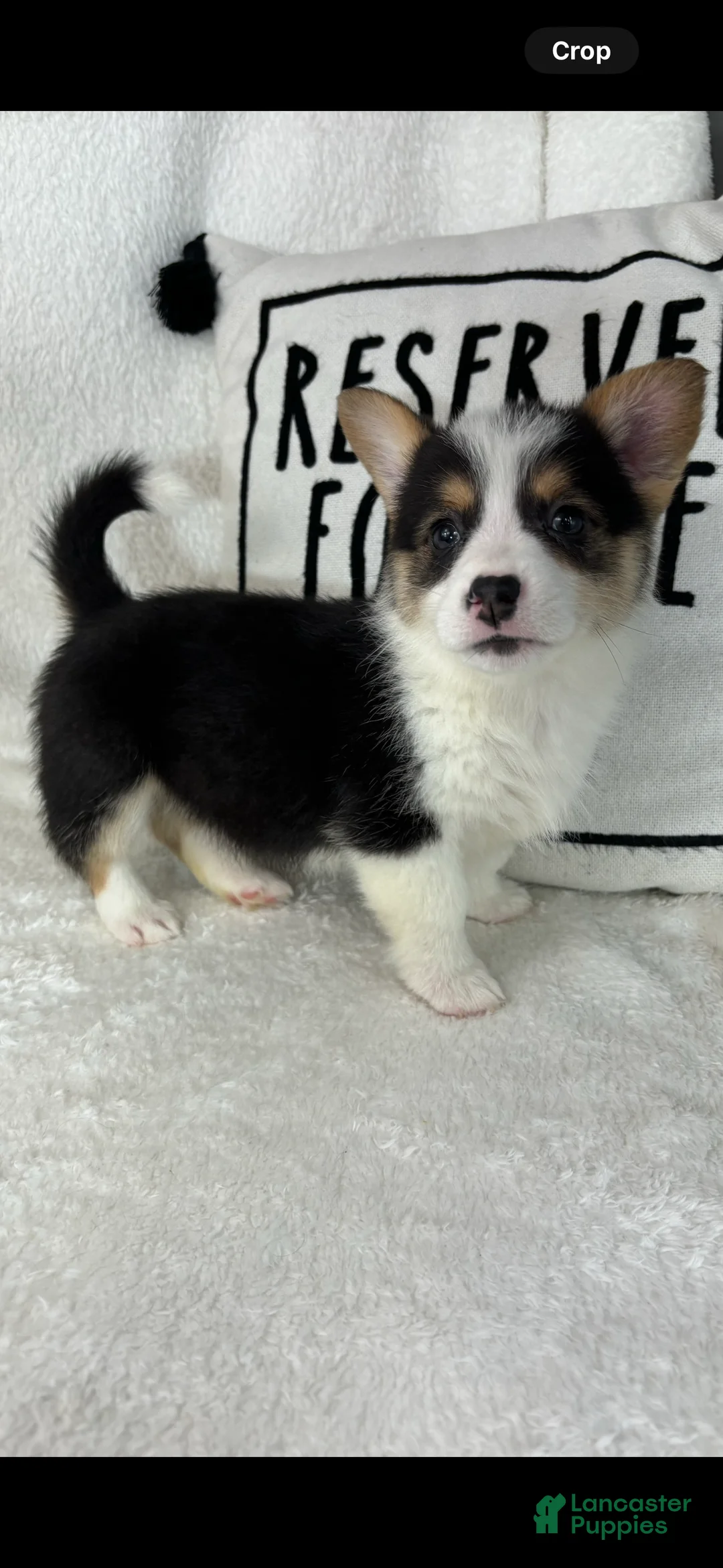 Welsh Corgi Pembroke dogs for sale: Casper - Ad 5