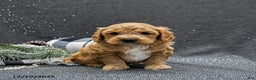 Cavapoo dogs for sale: Prince   - Ad 4