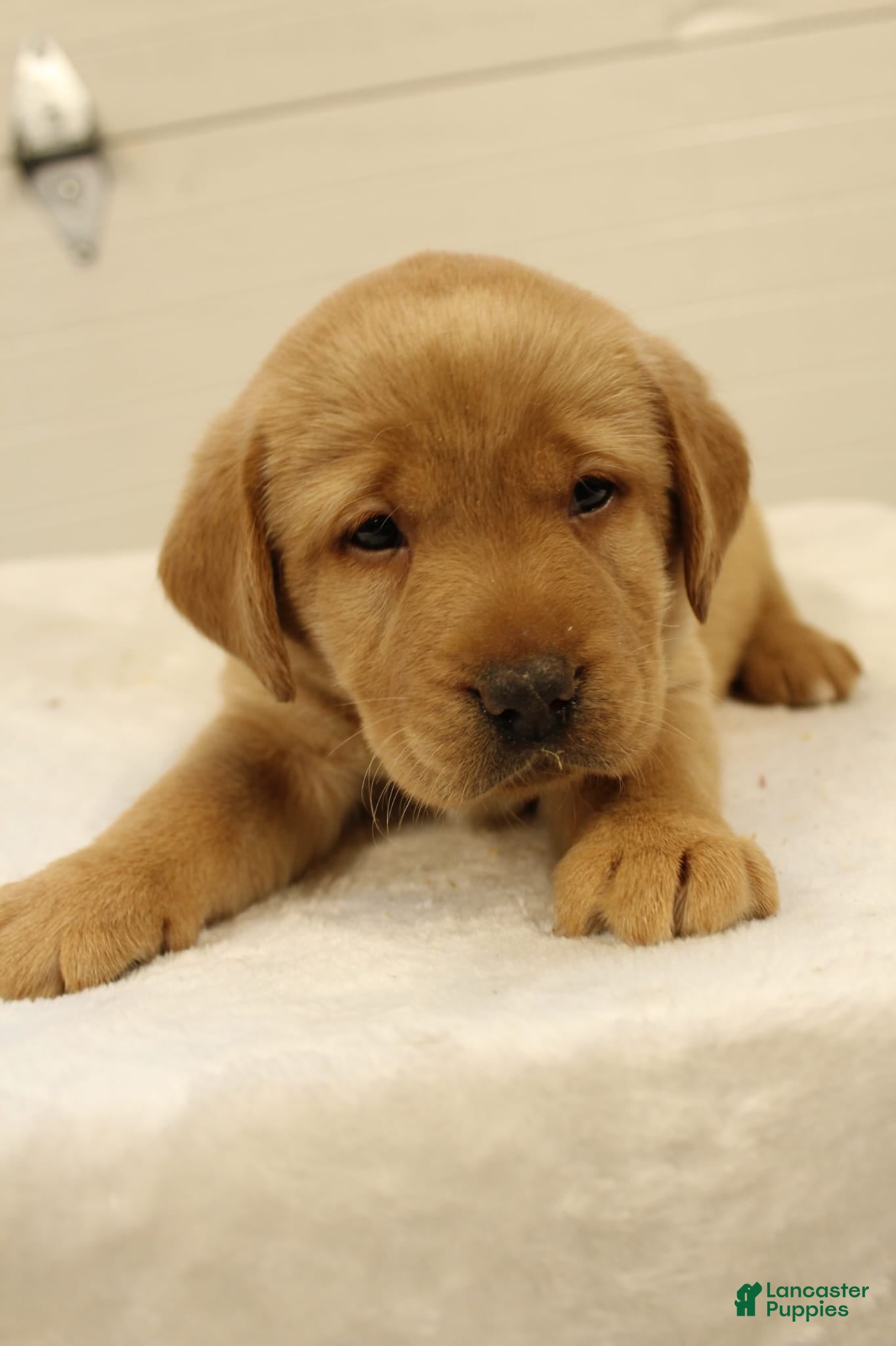 Labrador Retriever dogs Honey - Ad 1