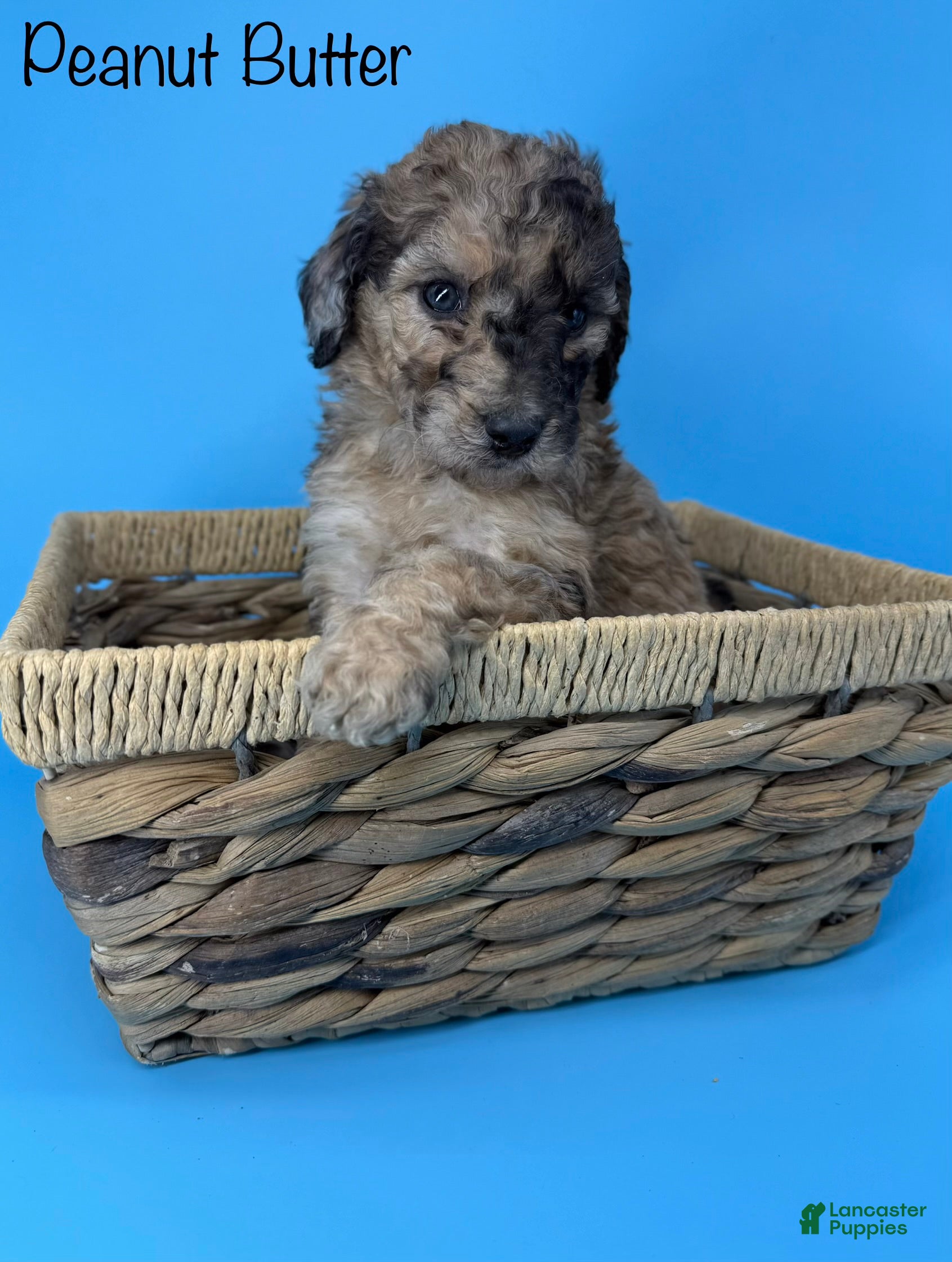Sheepadoodle dogs Peanut Butter - Ad 27