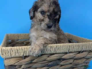 Sheepadoodle dogs Peanut Butter - Ad 27