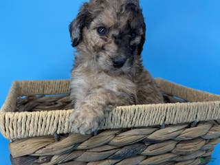 Sheepadoodle dogs Peanut Butter - Ad 40