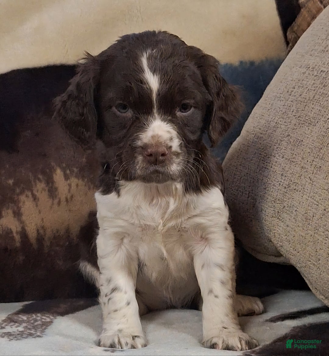 English Springer Spaniel dogs for sale: Missie - Ad 1