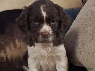 English Springer Spaniel dogs Missie - Ad 19