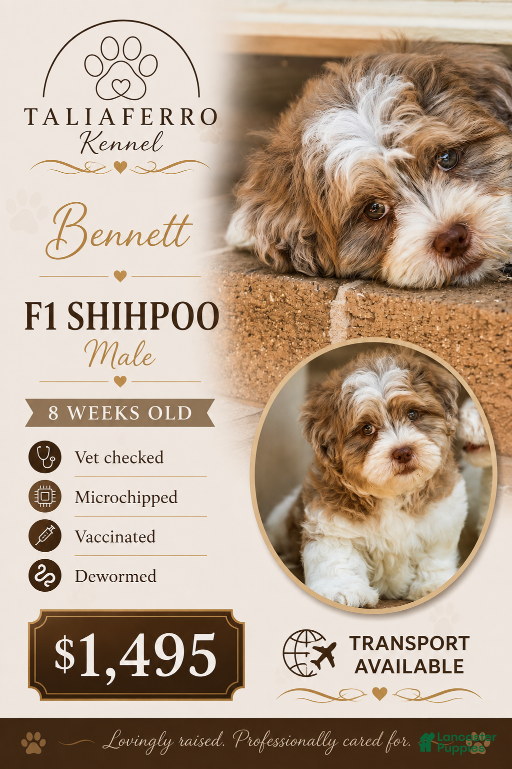 Shihpoo dogs Bennett - Ad 1