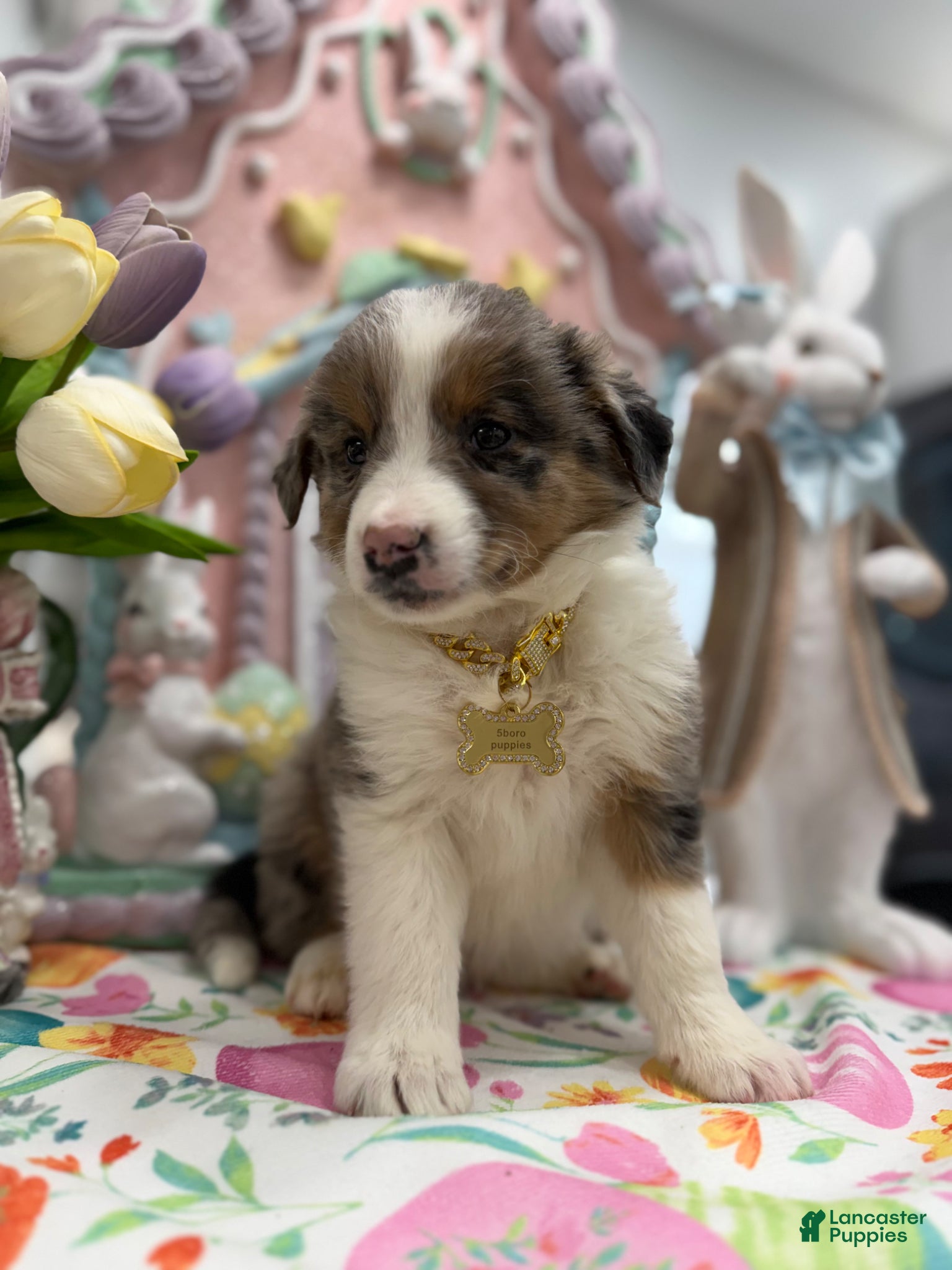 Australian Shepherd dogs Lenny - Ad 2