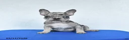 French Bulldog dogs for sale: Buster - Ad 3