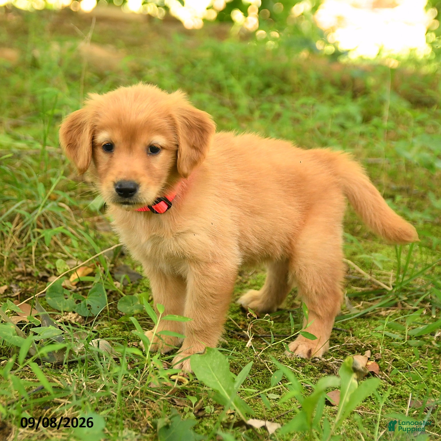 Golden Retriever dogs Diana - Ad 1