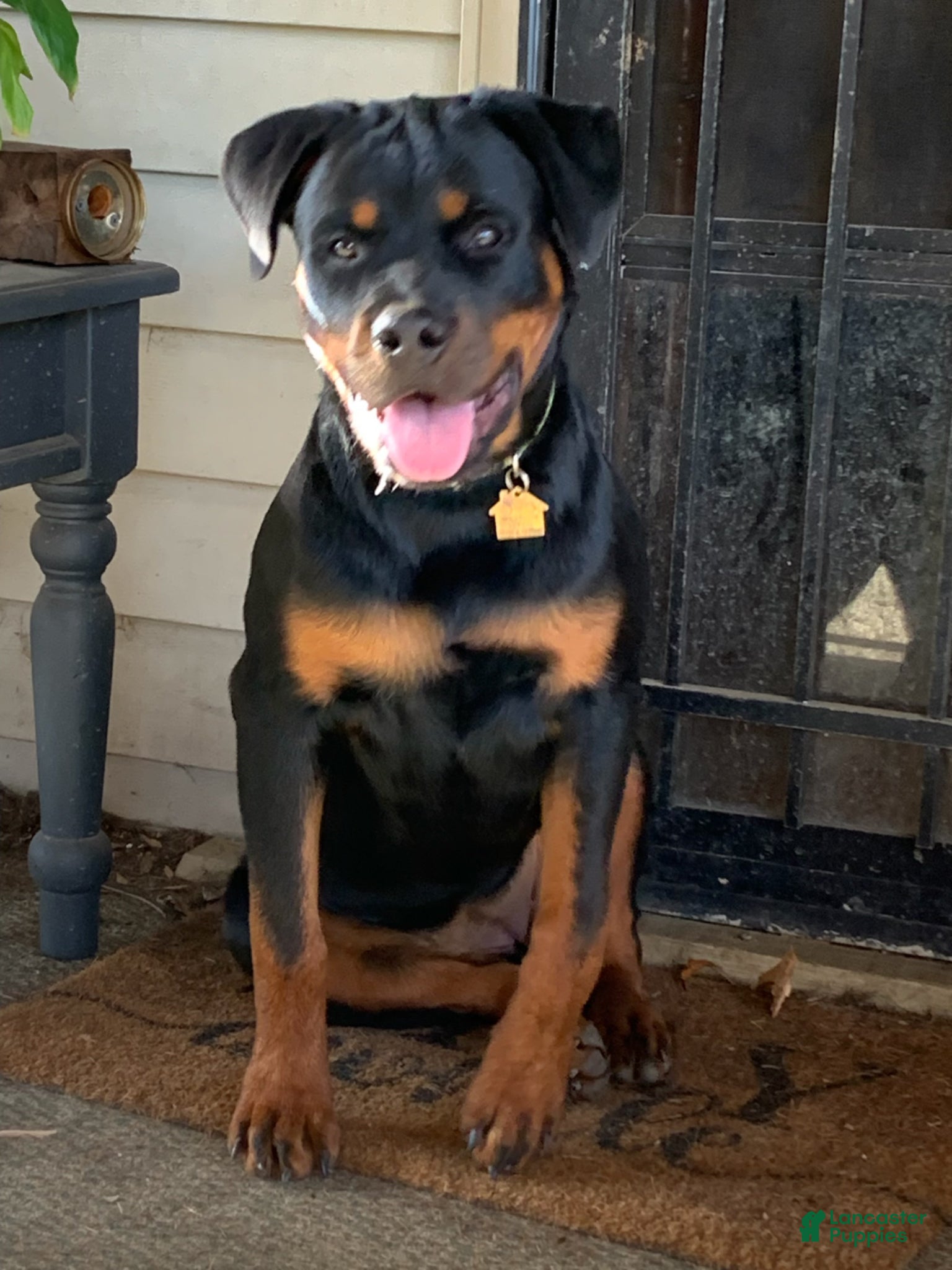 Rottweiler dogs 3rd Pick Male - Ad 2