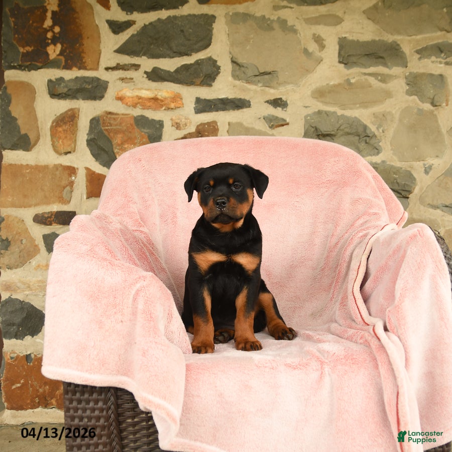 Rottweiler dogs Nina - Ad 1