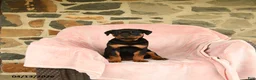 Rottweiler dogs for sale: Nina - Ad 1