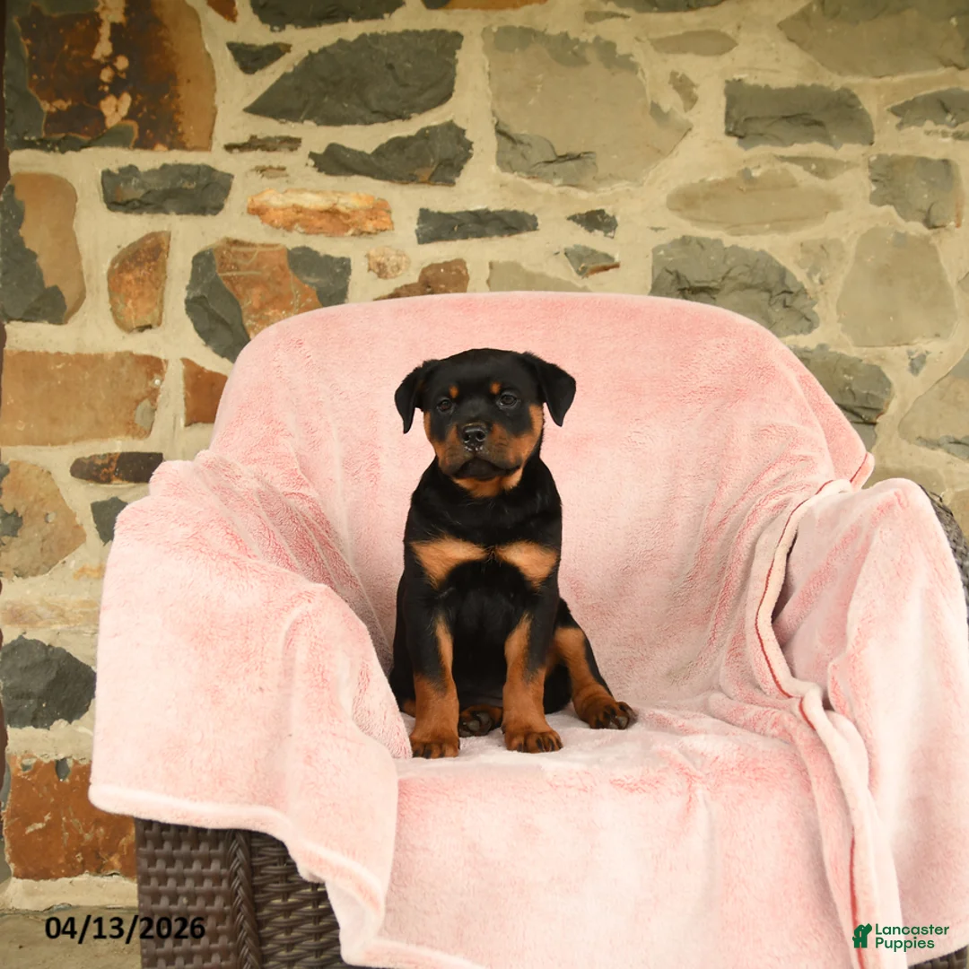 Rottweiler dogs for sale: Nina - Ad 1
