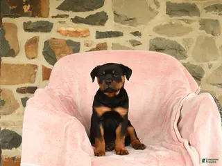 Rottweiler dogs for sale: Nina - Ad 3