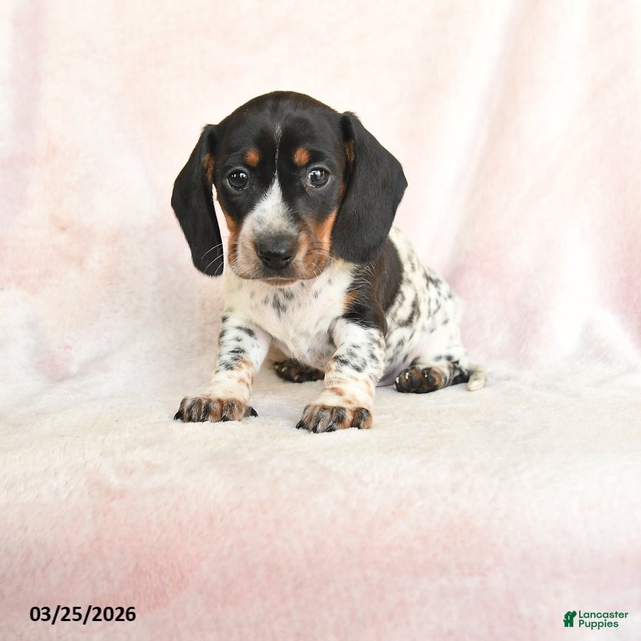 Dachshund dogs Ike - Ad 1
