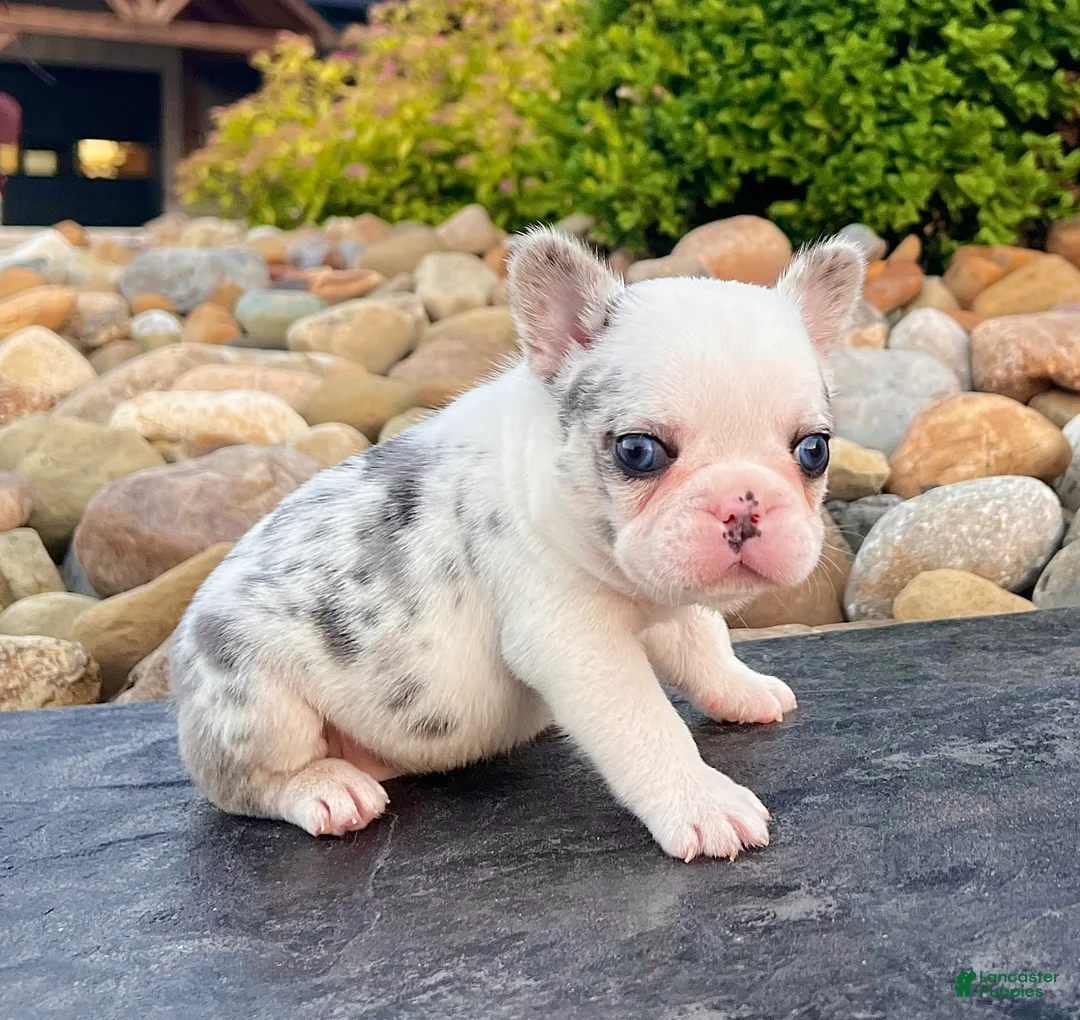 French Bulldog dogs for sale: Diesel - Ad 2