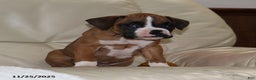 Boxer dogs for sale: Karla - Ad 9