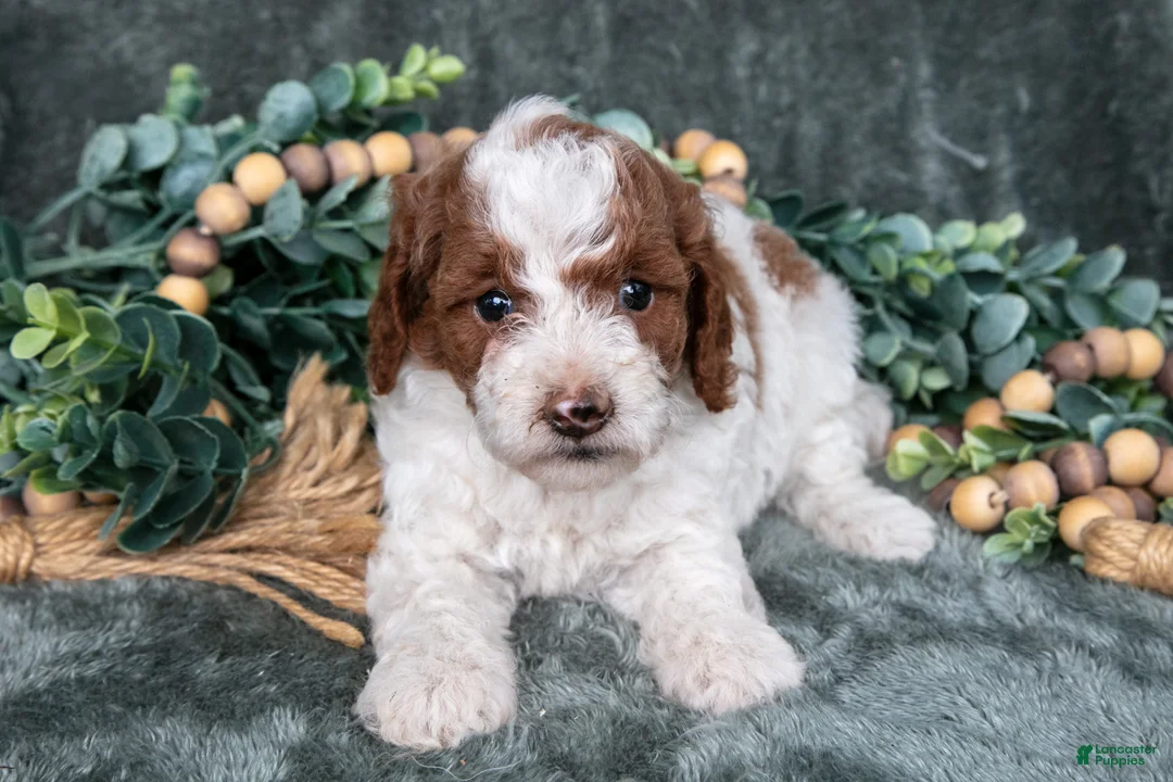 Miniature Poodle dogs for sale: Margaret - Ad 2