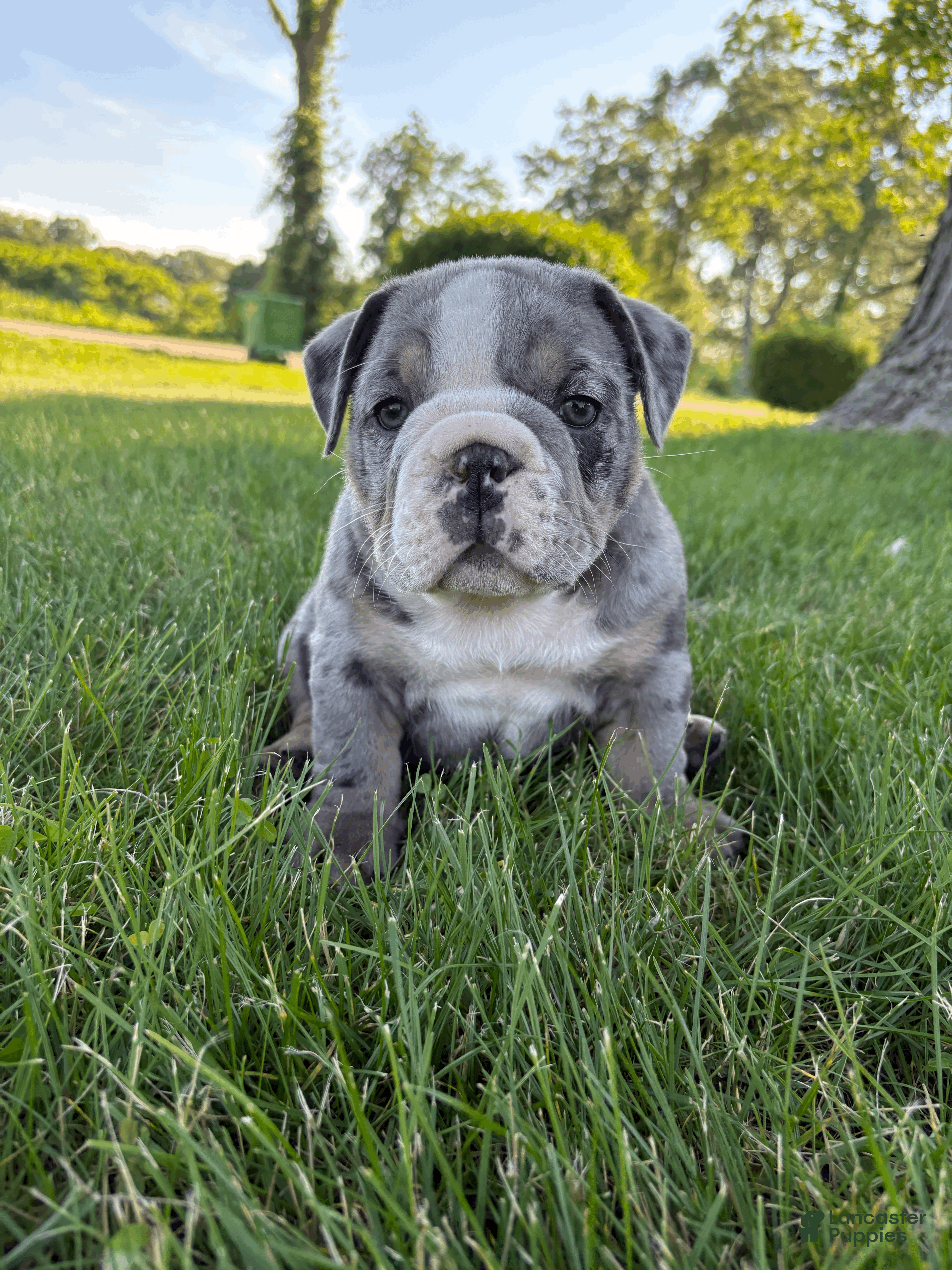 Mixed Breed dogs Rocky - Ad 1