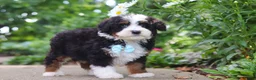 Mini Bernedoodle dogs for sale: Blake - Ad 5