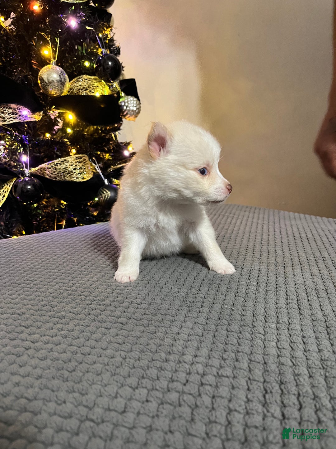 Pomsky dogs for sale: Red Foxx - Ad 4