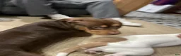 American Bully dogs for sale: American Bully Puppy 2 cinnamon  - Ad 6