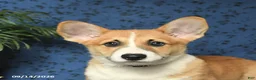 Welsh Corgi Pembroke dogs for sale: Lucky - Ad 3
