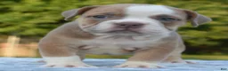 Mixed Breed dogs for sale: Luna bully hybrid  - Ad 5