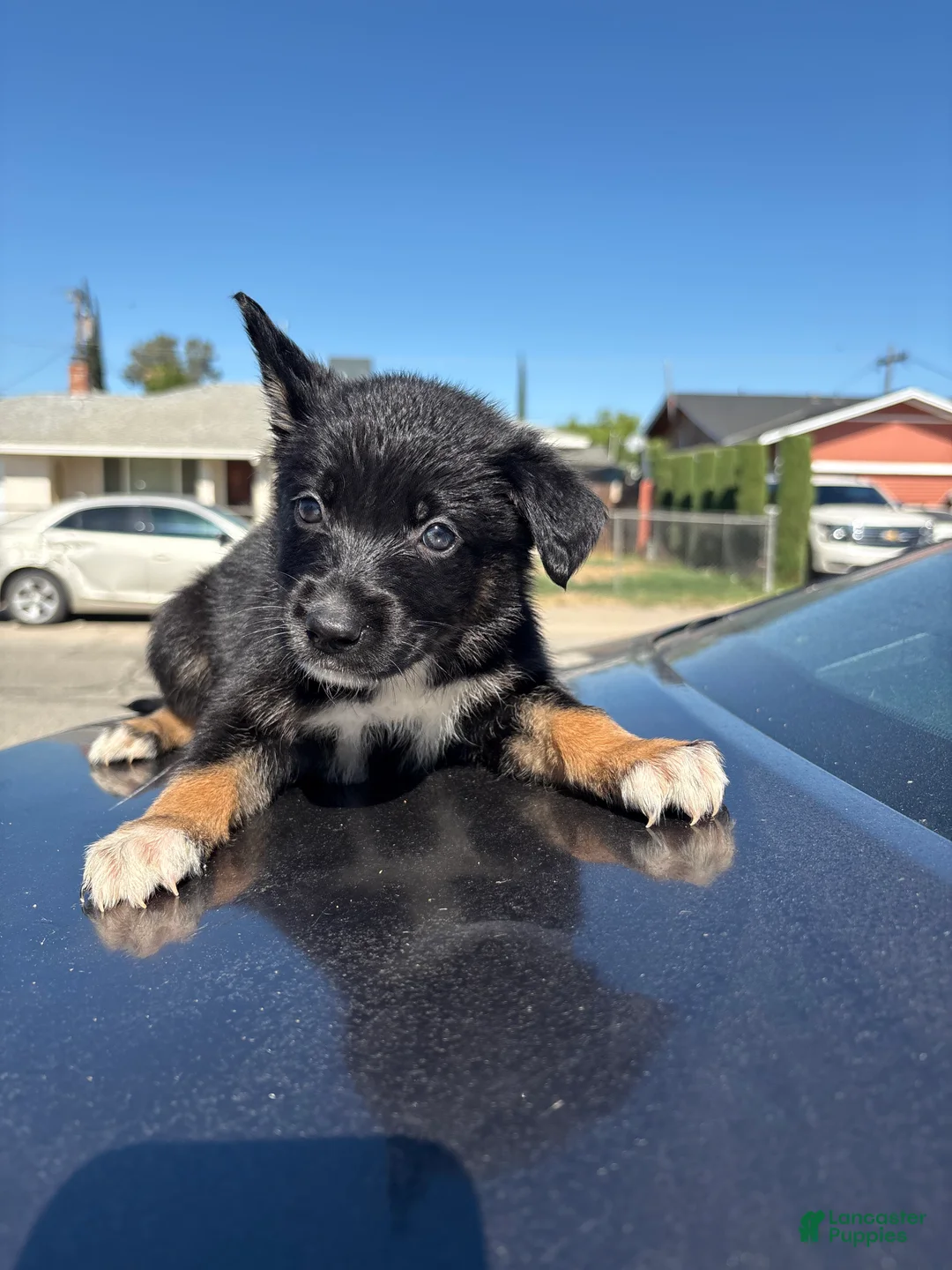 Mixed Breed dogs for sale: Ivy  - Ad 1