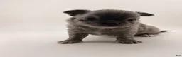 Chihuahua dogs for sale: Chihuahua 1 - Ad 3