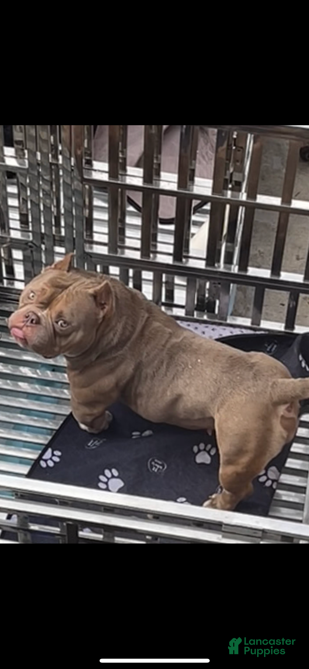American Bully dogs for sale: Oko - Ad 2