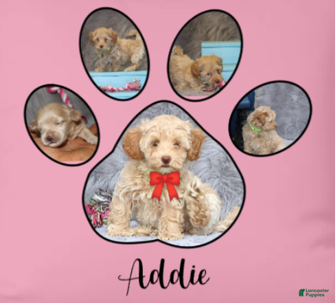 Havapoo dogs Addie 👨‍👨‍👦‍👦💞🐕Miniature - Ad 4