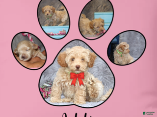 Havapoo dogs Addie 👨👨👦👦💞🐕Miniature - Ad 3