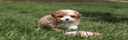 Cavapoo dogs for sale: Dolly - Ad 9