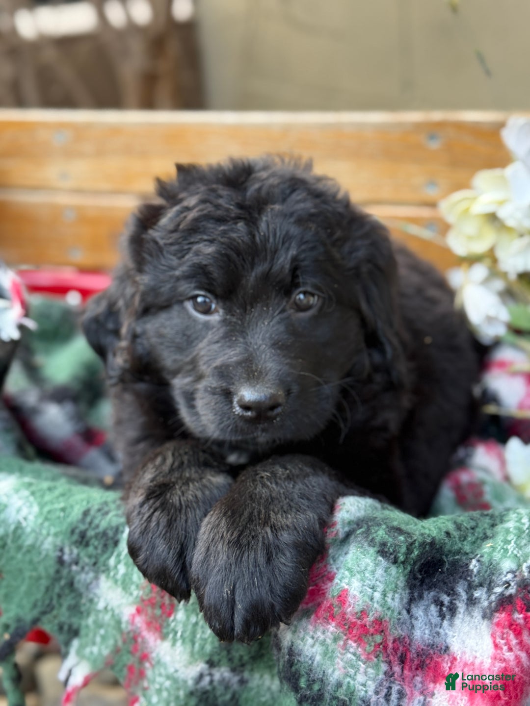 Mixed Breed dogs for sale: Rumi - Ad 1