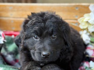 Mixed Breed dogs Rumi - Ad 21