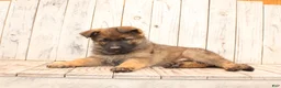 German Shepherd dogs for sale: Daisy - Ad 5