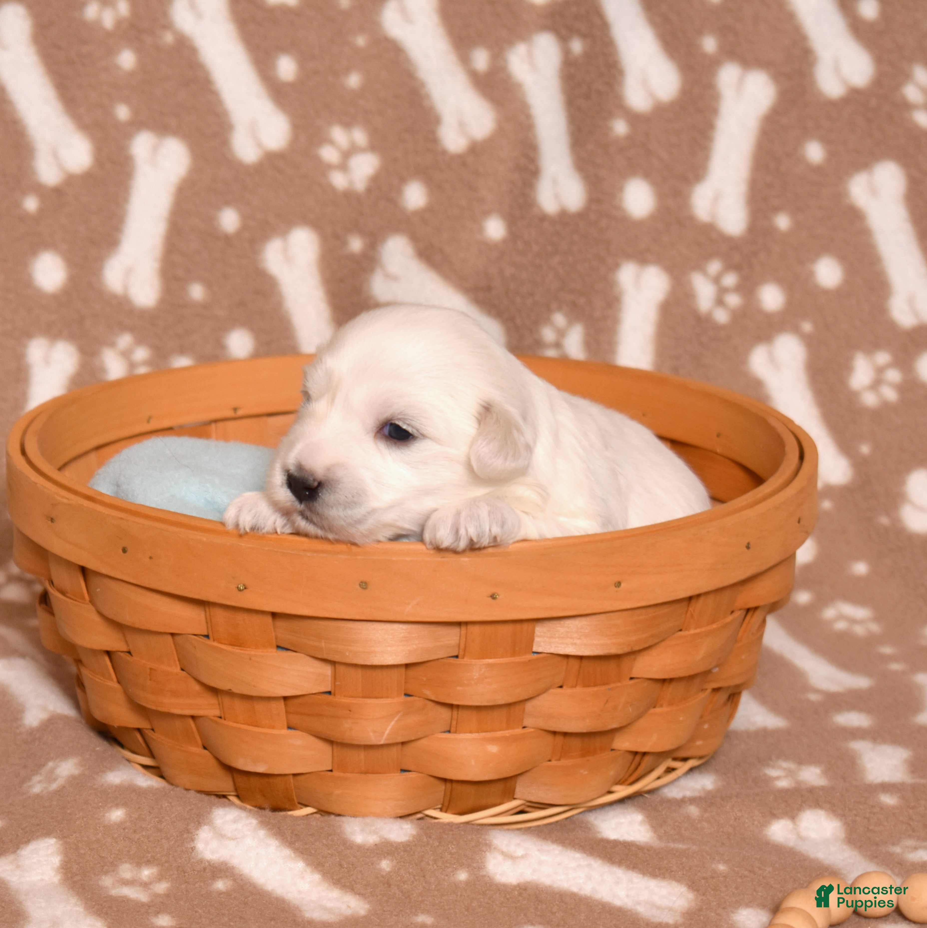 Coton De Tulear dogs Lilly - Ad 2