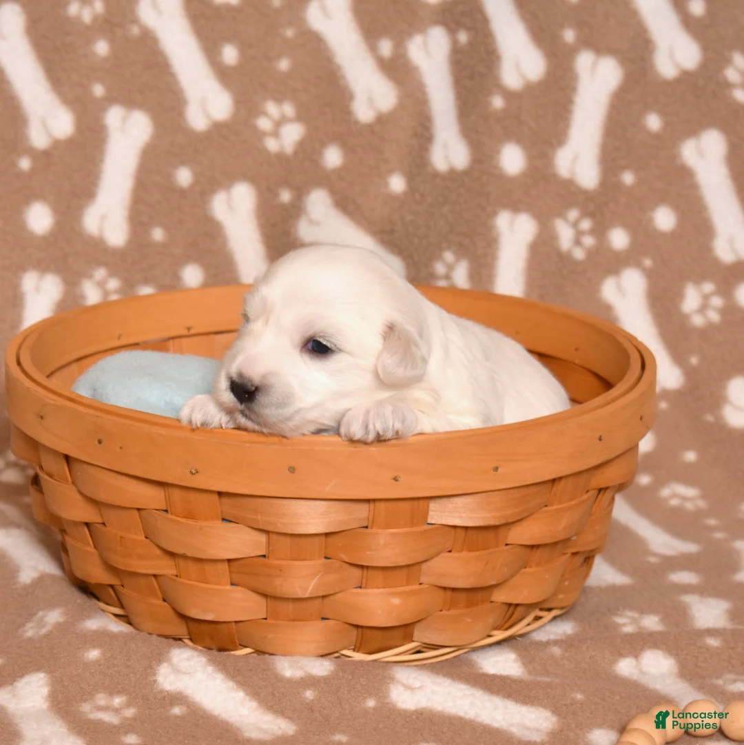 Coton De Tulear dogs for sale: Lilly - Ad 2