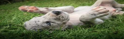 Great Dane dogs for sale: Benson Great Dane  - Ad 6