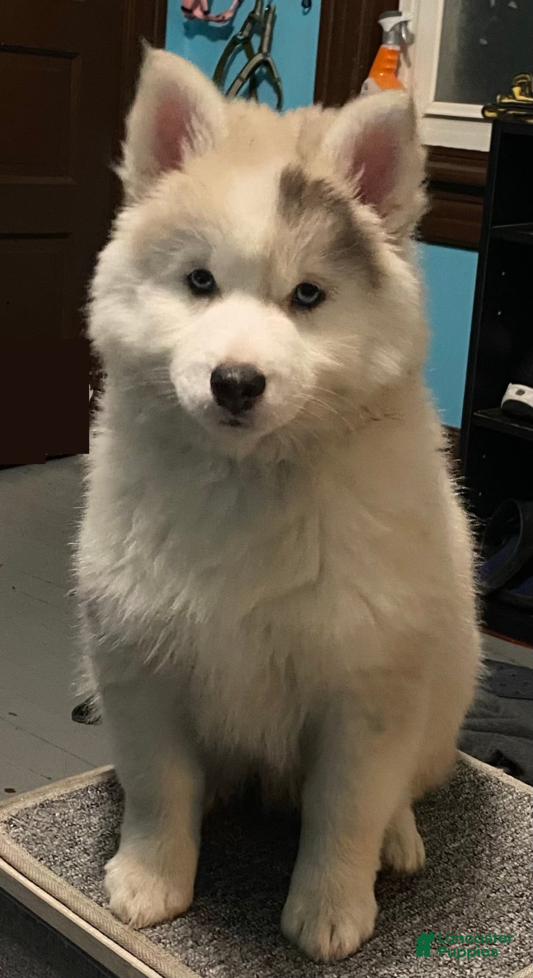 Pomsky dogs for sale: CJ “Caramel Jr” - Ad 2