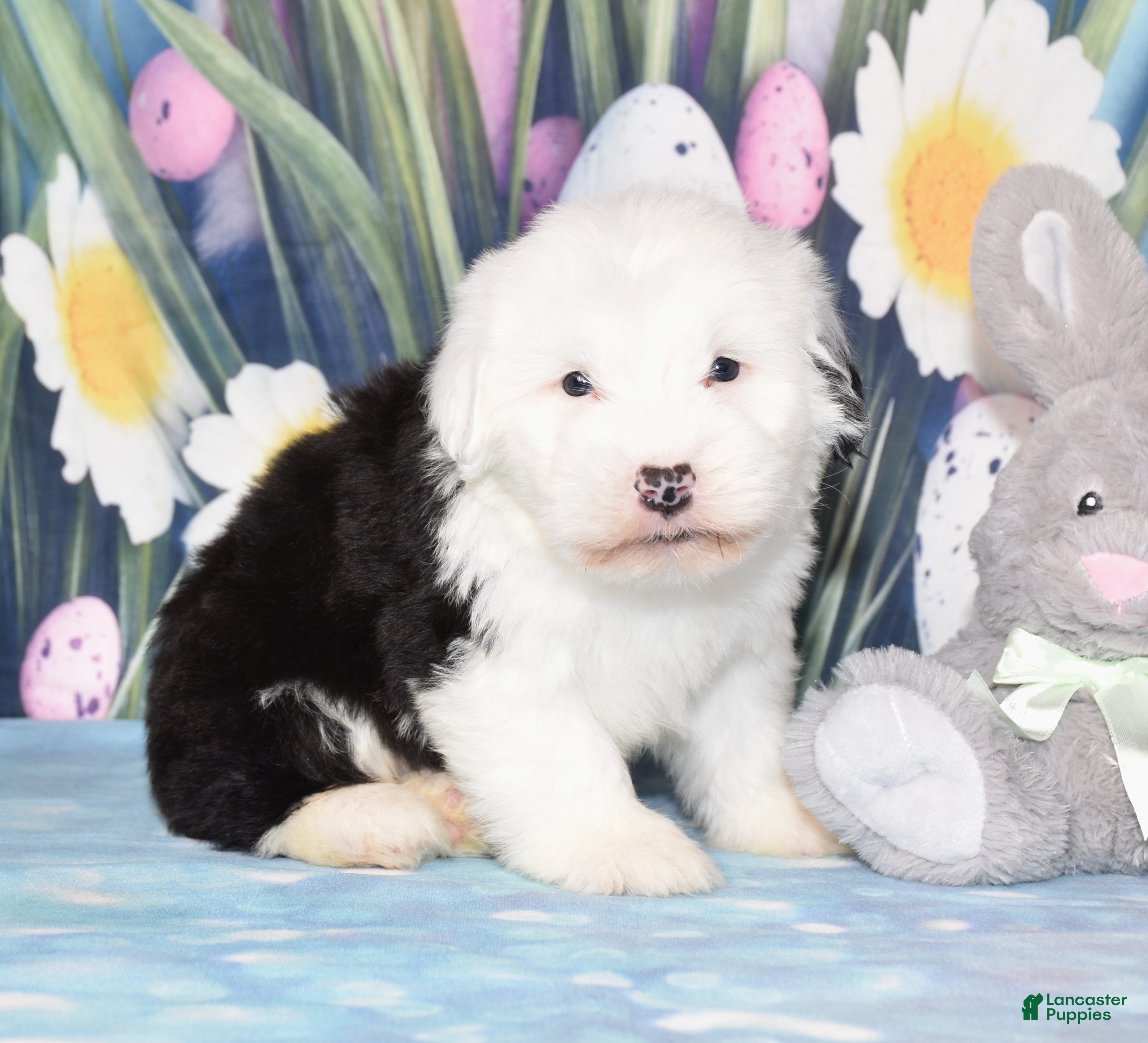 Old English Sheepdog dogs Theo - Ad 2