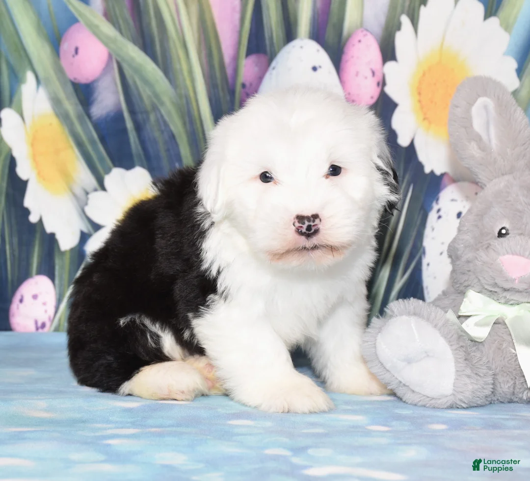 Old English Sheepdog dogs for sale: Theo - Ad 2