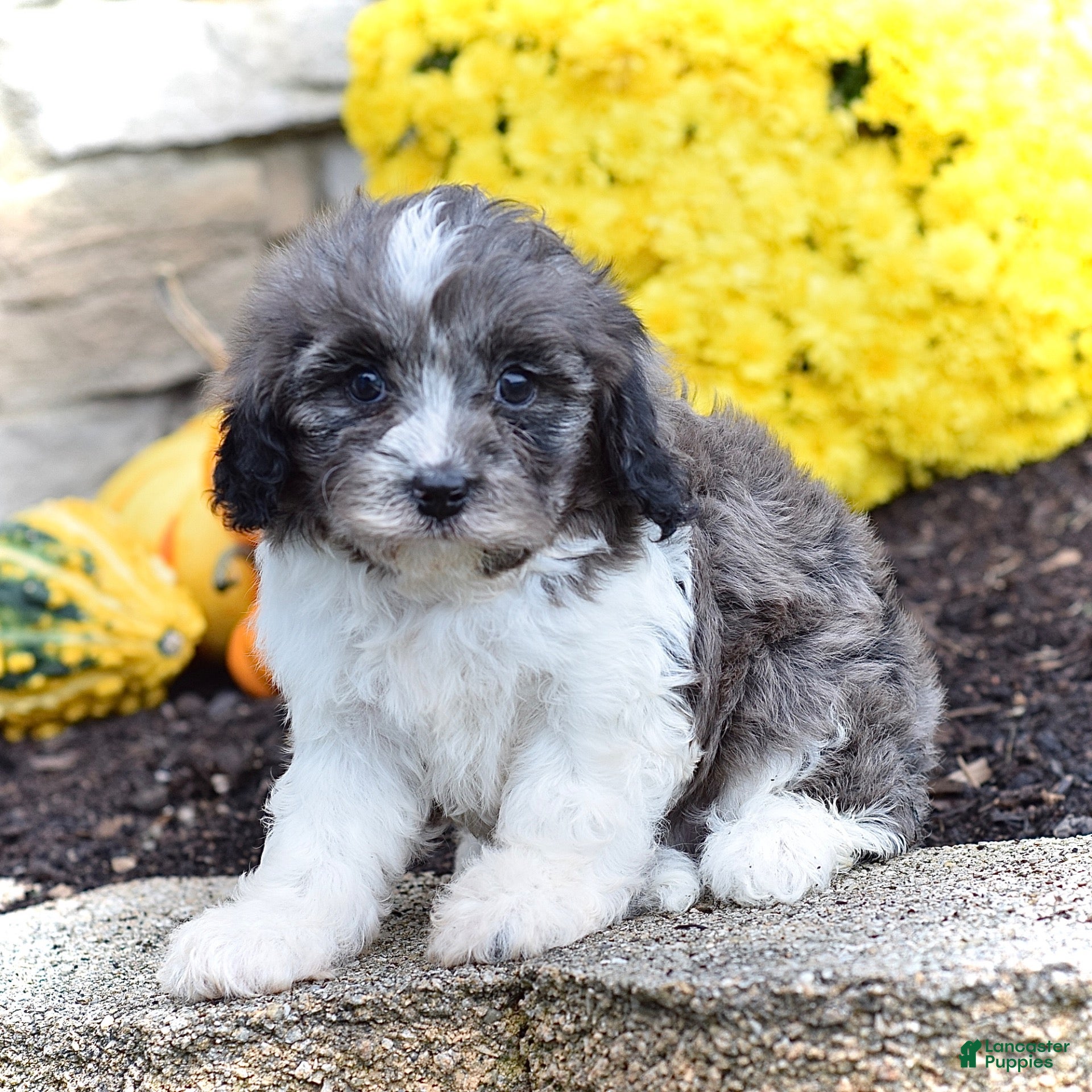 Cavapoo dogs Henry - Ad 1