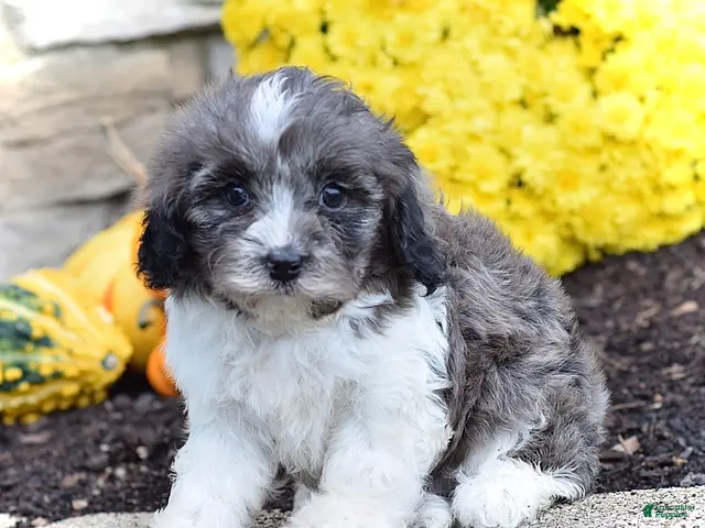 Cavapoo dogs for sale: Henry - Ad 2